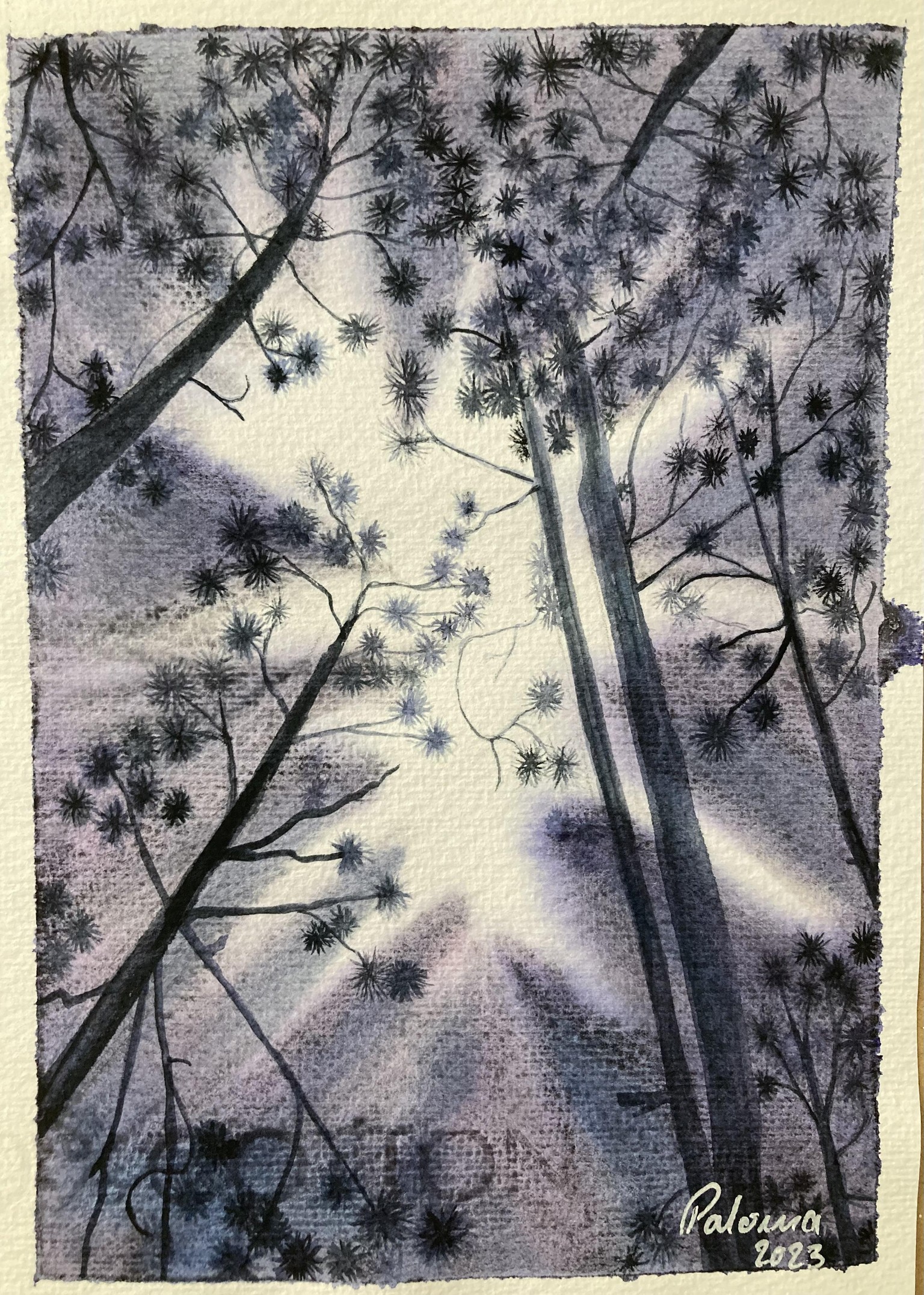 Pine trees - image 1 - student project