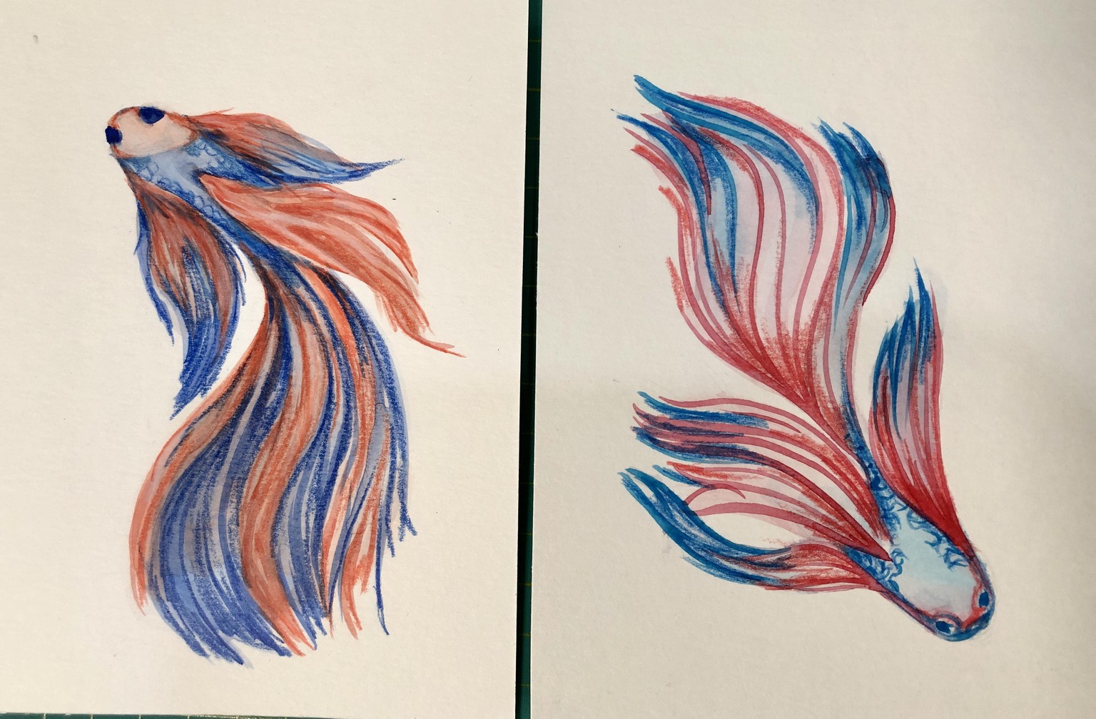 Betta Fish in 5 Minutes - image 1 - student project