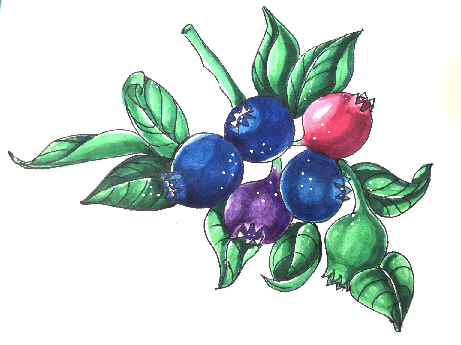 Sketch Expressive Fruits & Berries - image 3 - student project