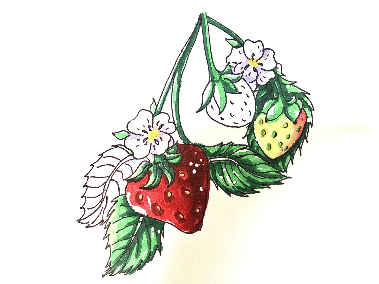 Sketch Expressive Fruits & Berries - image 5 - student project