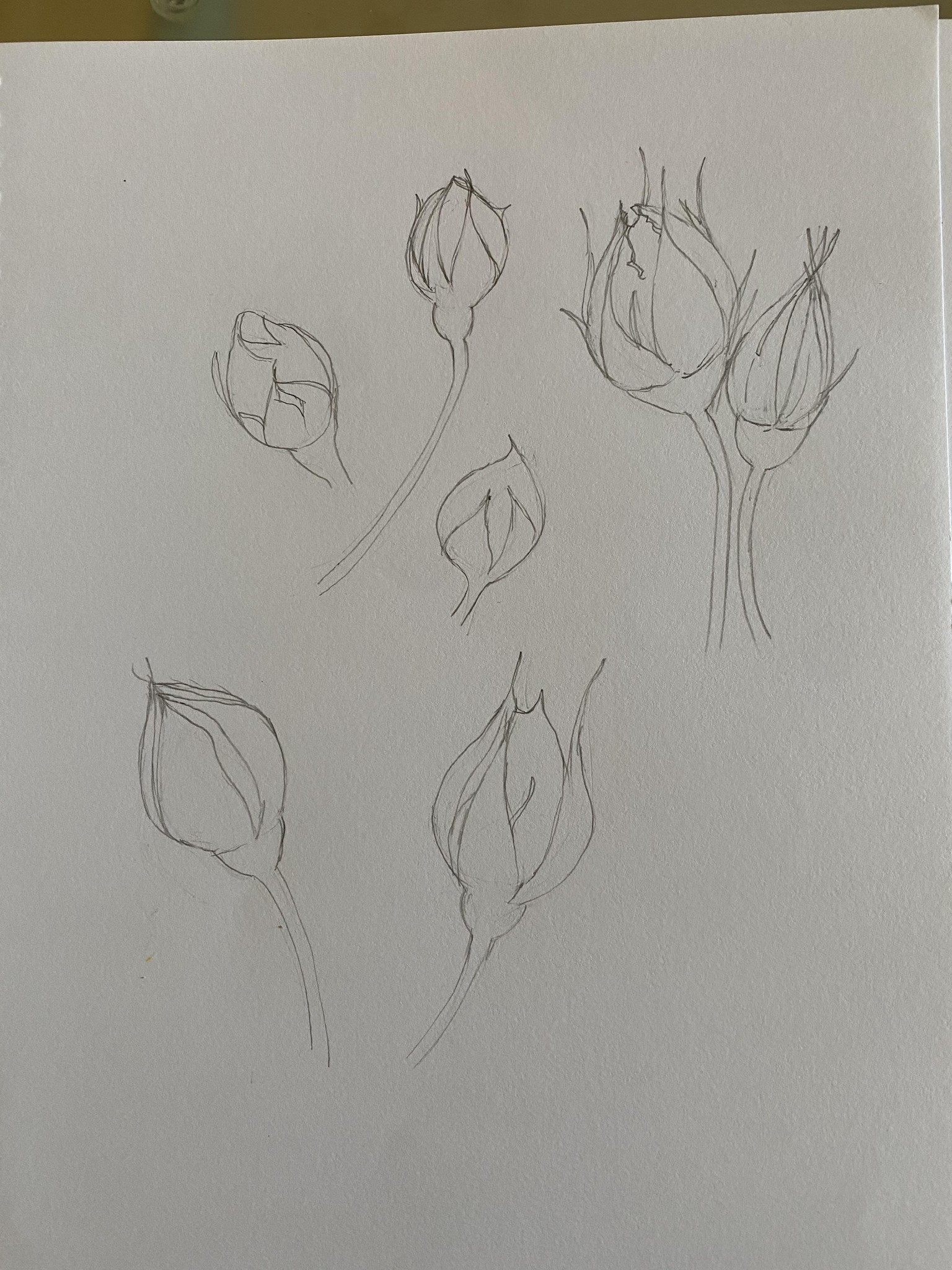 Rose Shape Study Progression - Nina Watercolour Lover - image 7 - student project