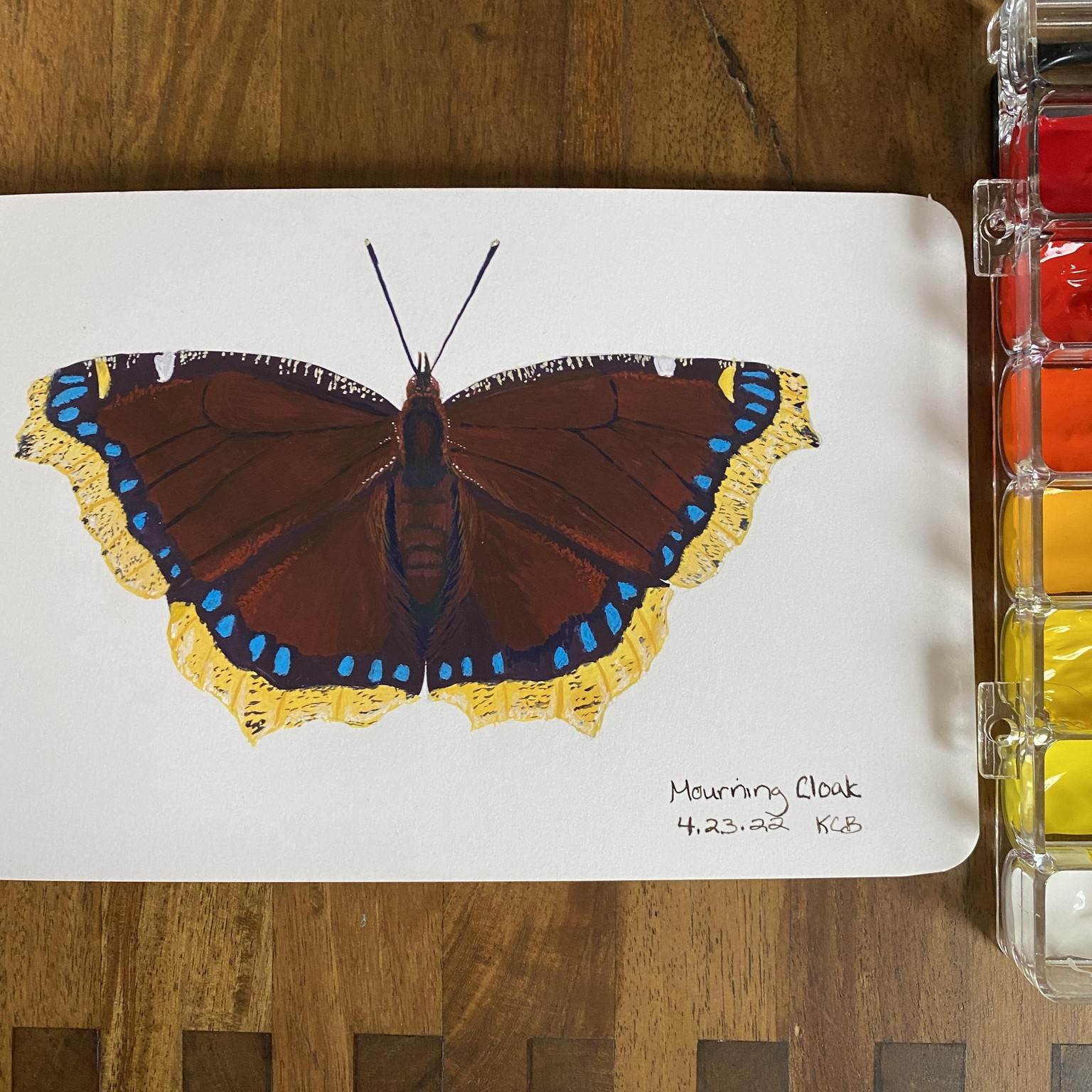 Mourning Cloak - image 1 - student project