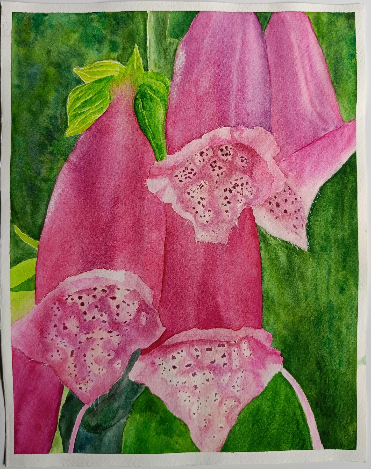 Foxglove - image 1 - student project