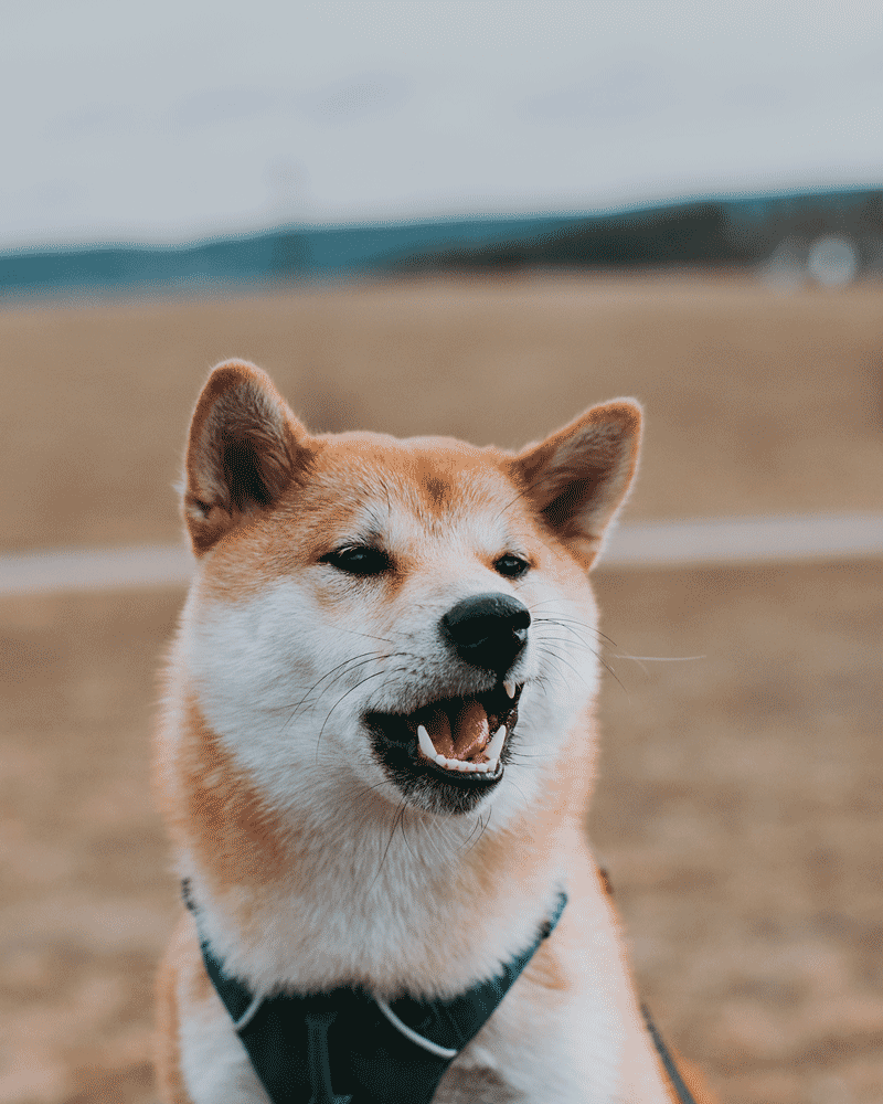 Shiba - image 1 - student project