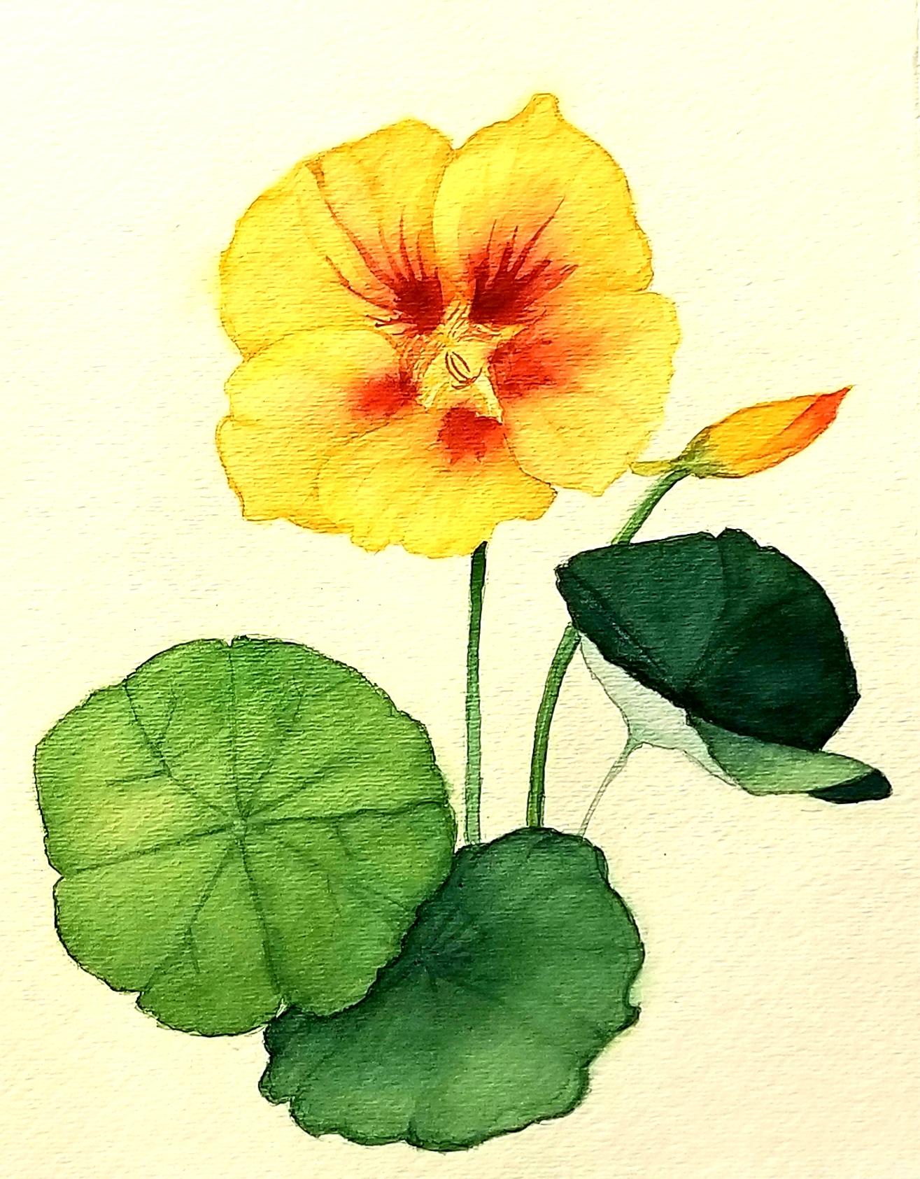 Nosturtium - image 1 - student project