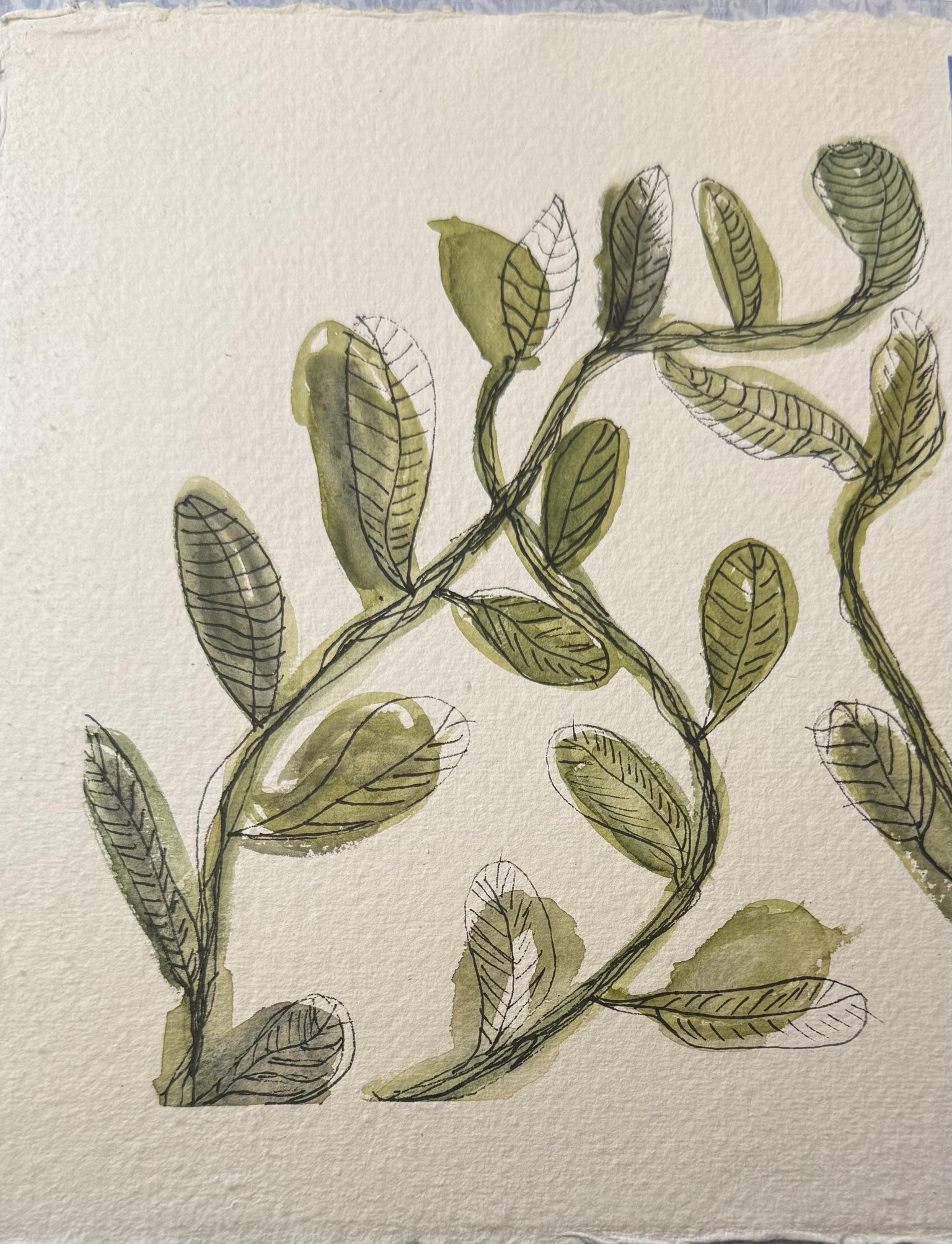 Watercolor & Ink Botanicals - image 2 - student project