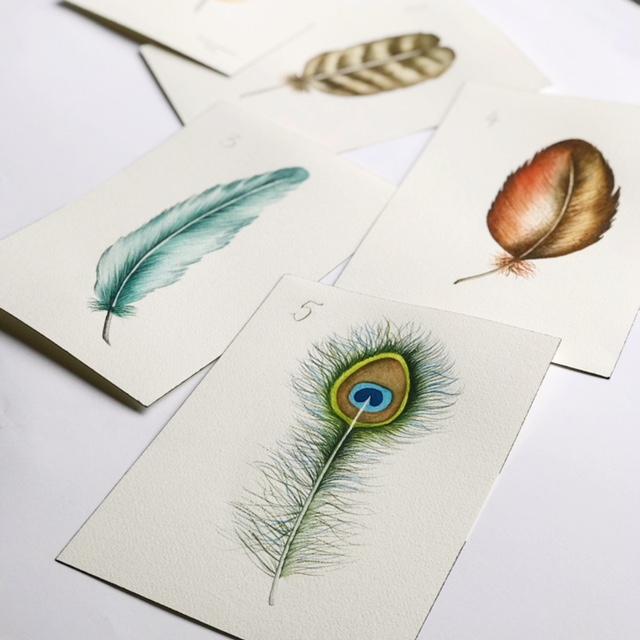Feather Mania! - image 3 - student project