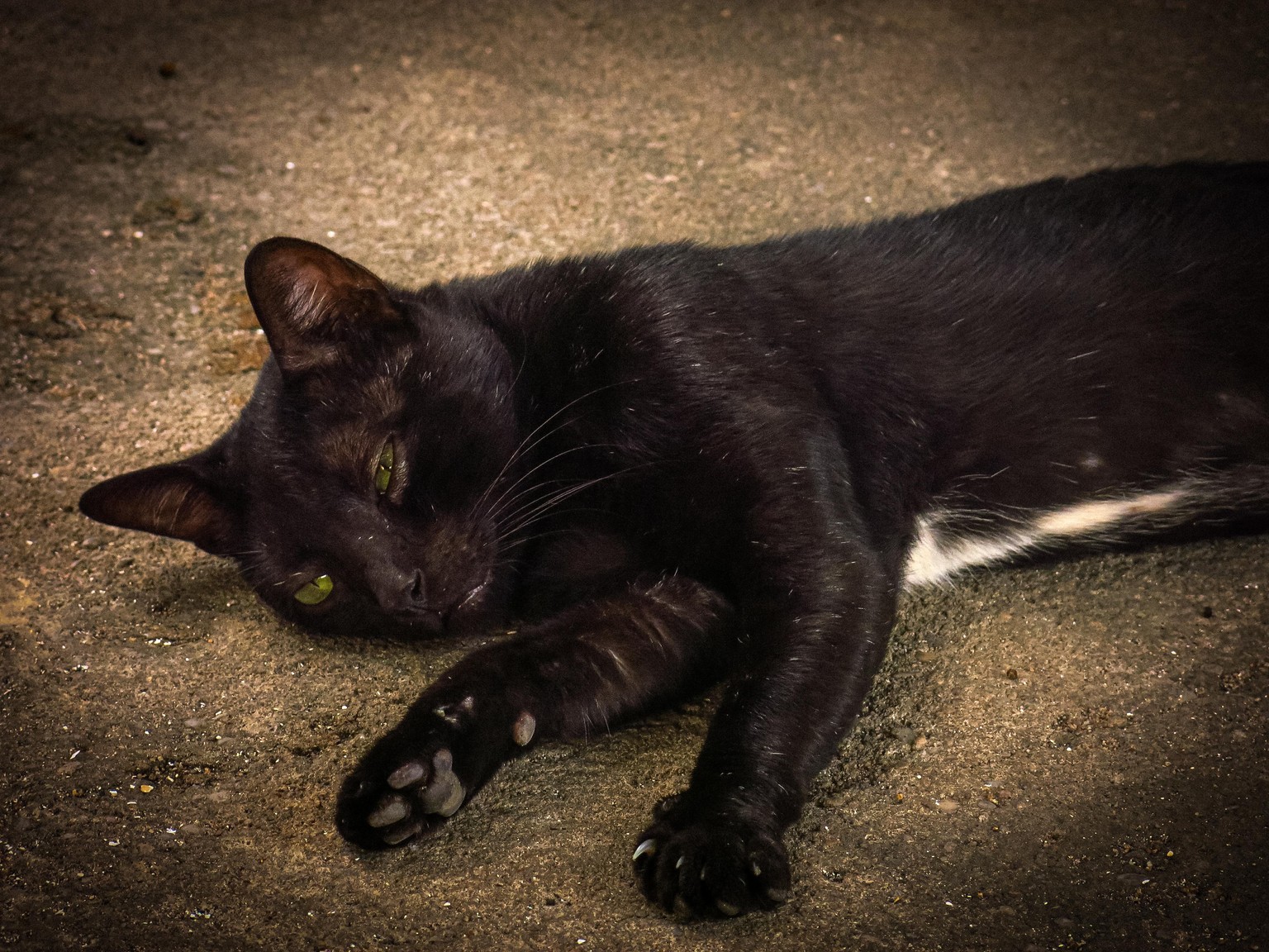 Gato - image 1 - student project