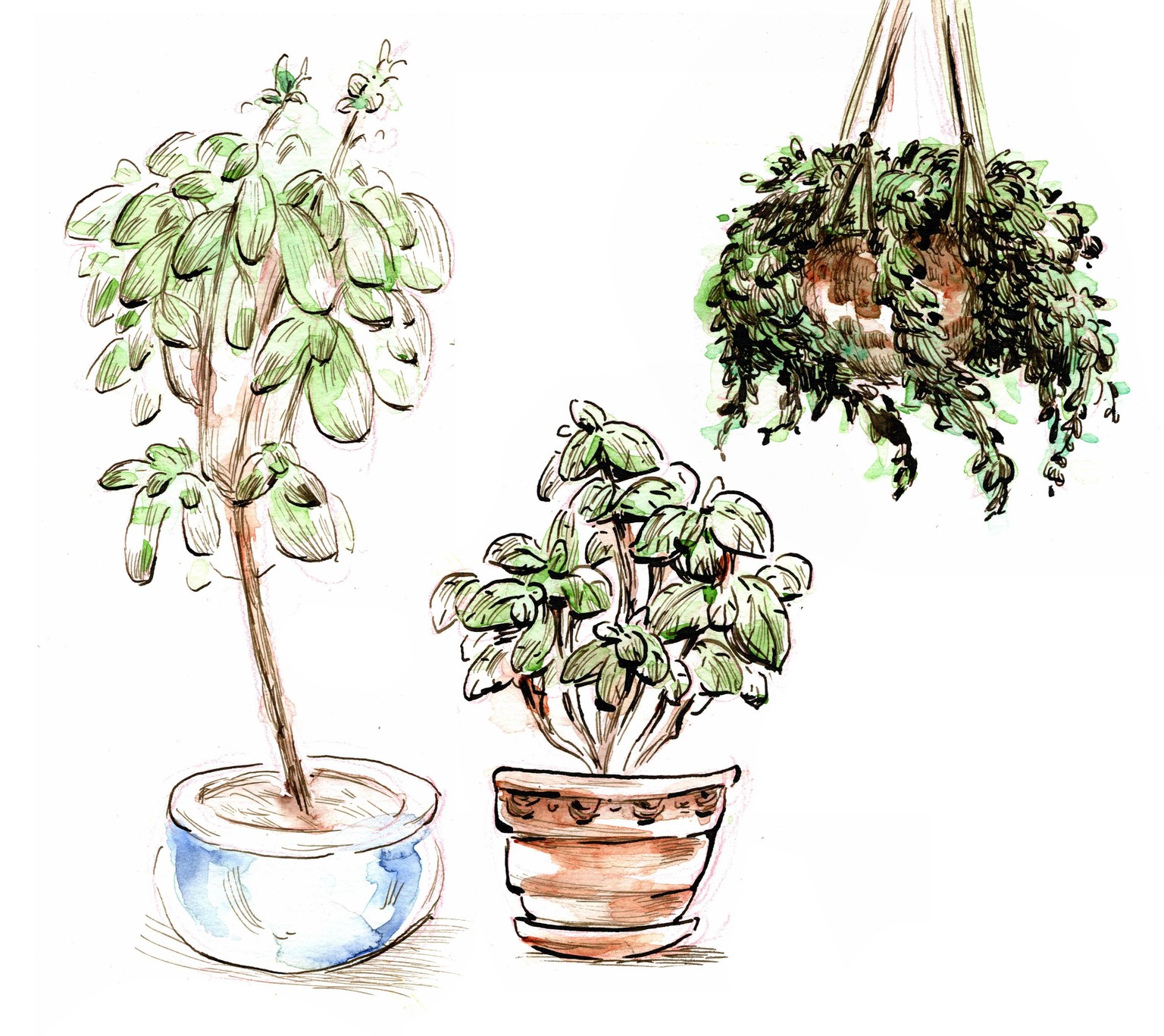 My Plants - image 1 - student project