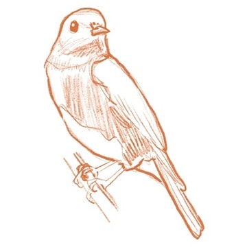 Fun Western Bluebird Sticker - image 2 - student project
