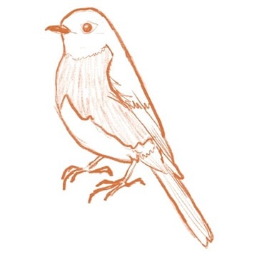 Fun Western Bluebird Sticker - image 1 - student project