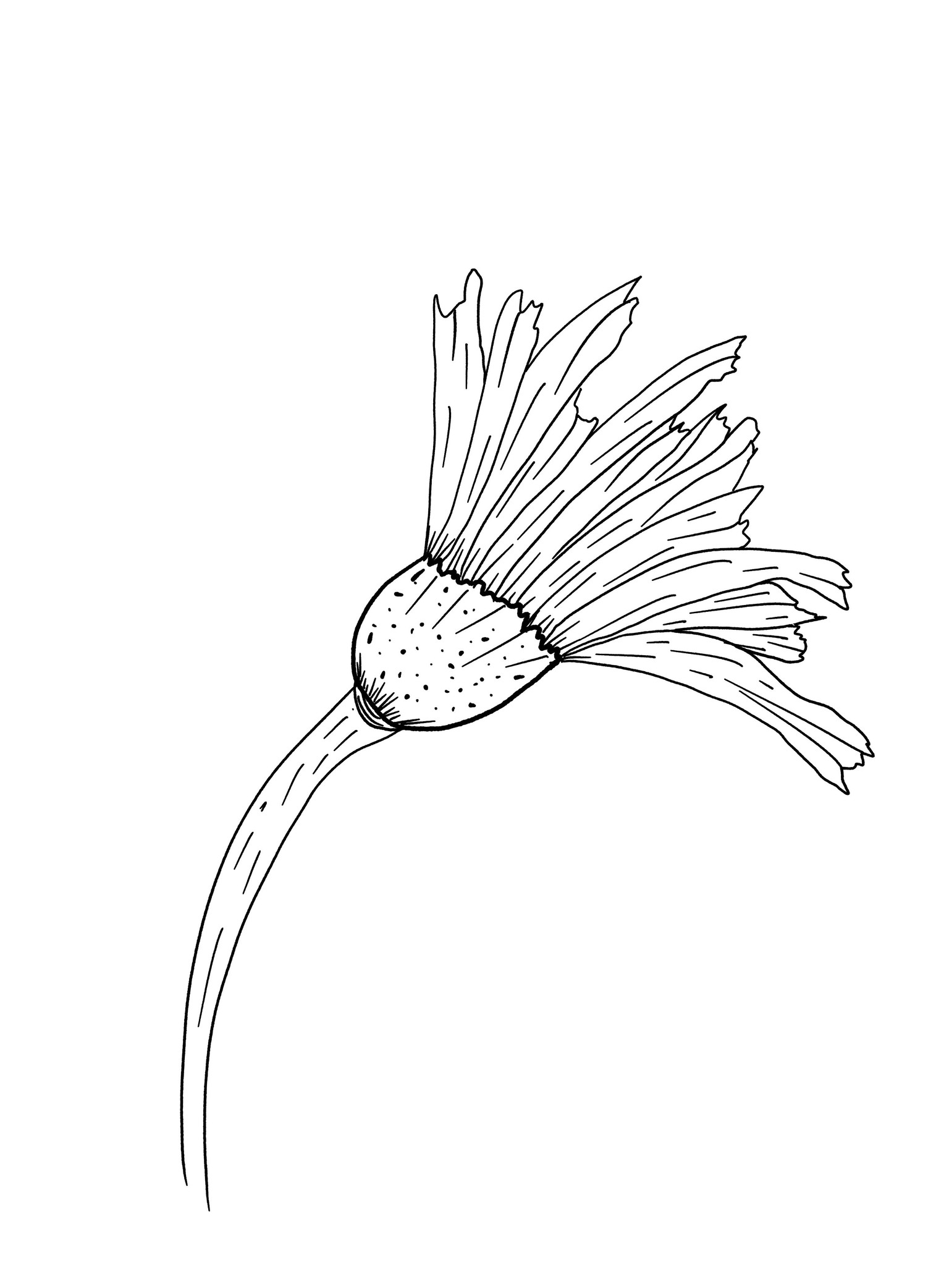 My Gerbera Assembly - image 2 - student project