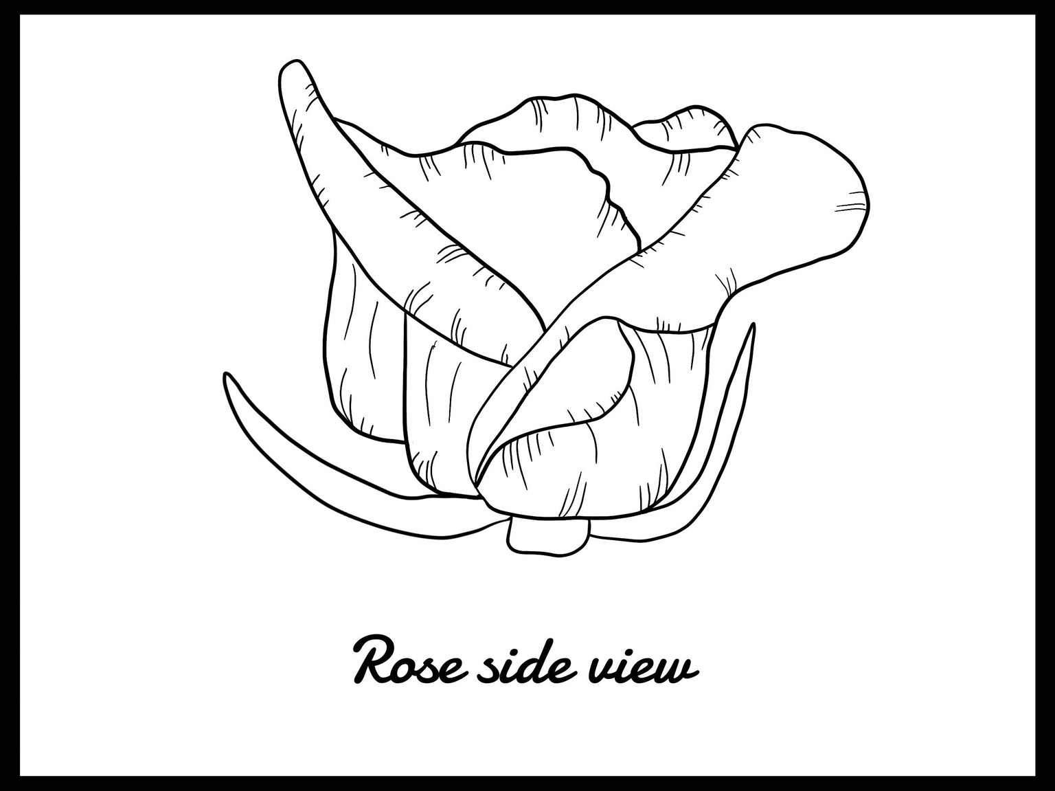 La vie en Rose - image 3 - student project