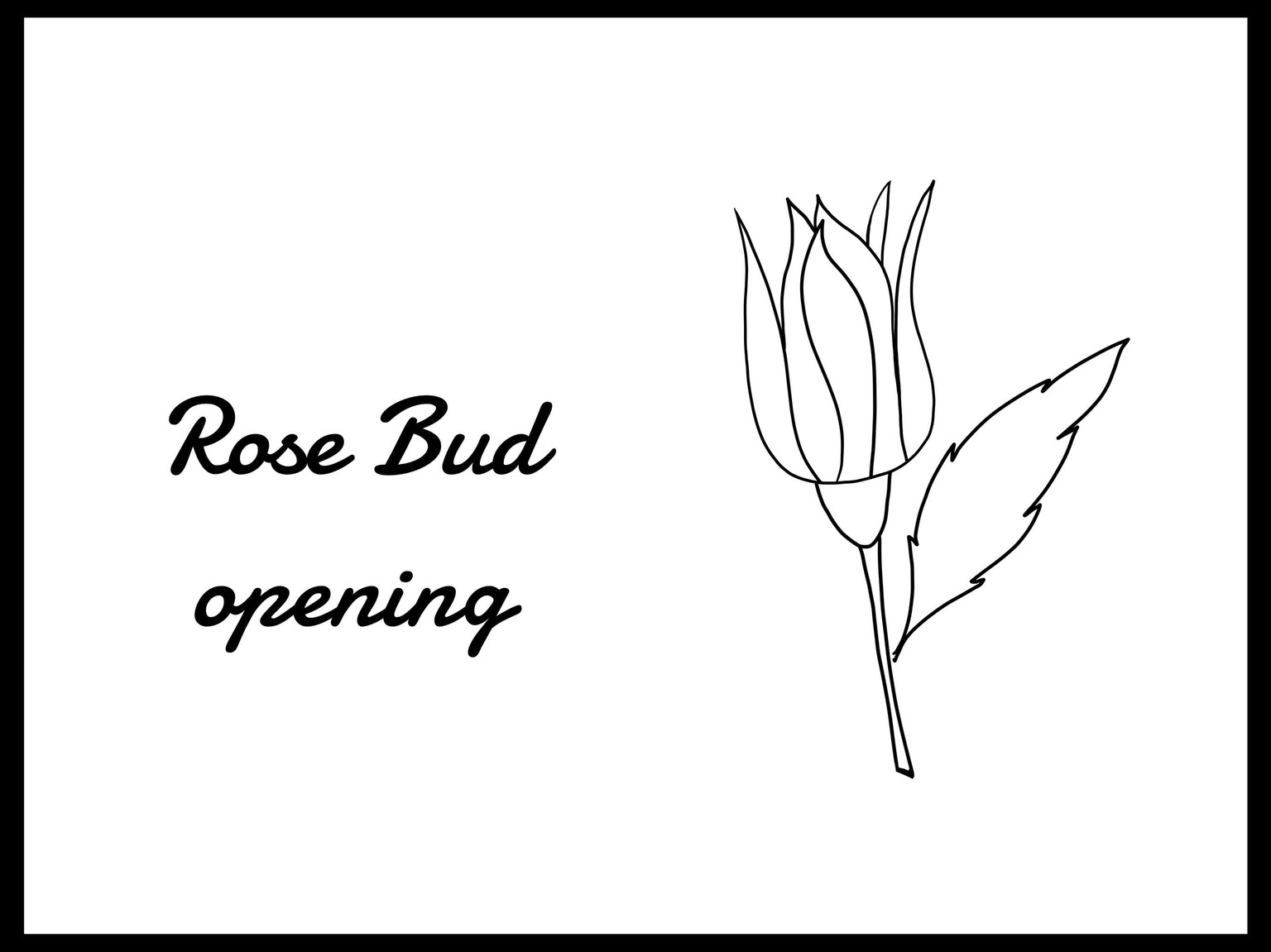 La vie en Rose - image 4 - student project