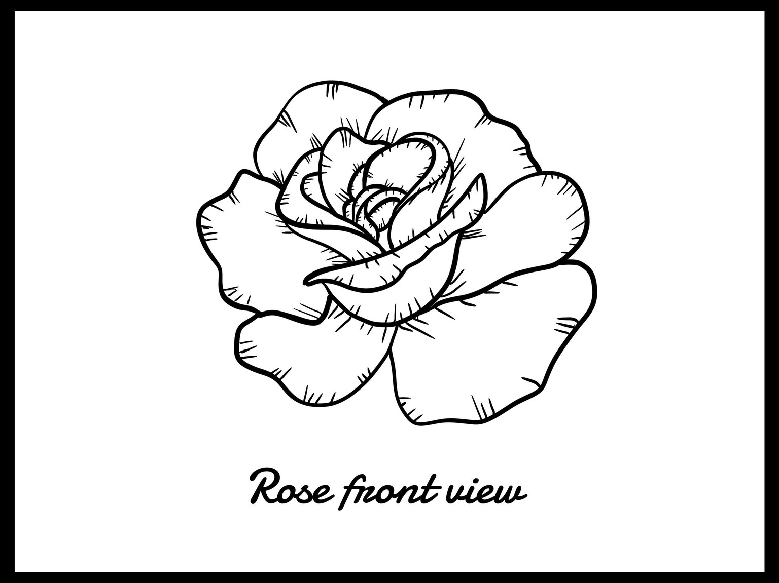 La vie en Rose - image 2 - student project