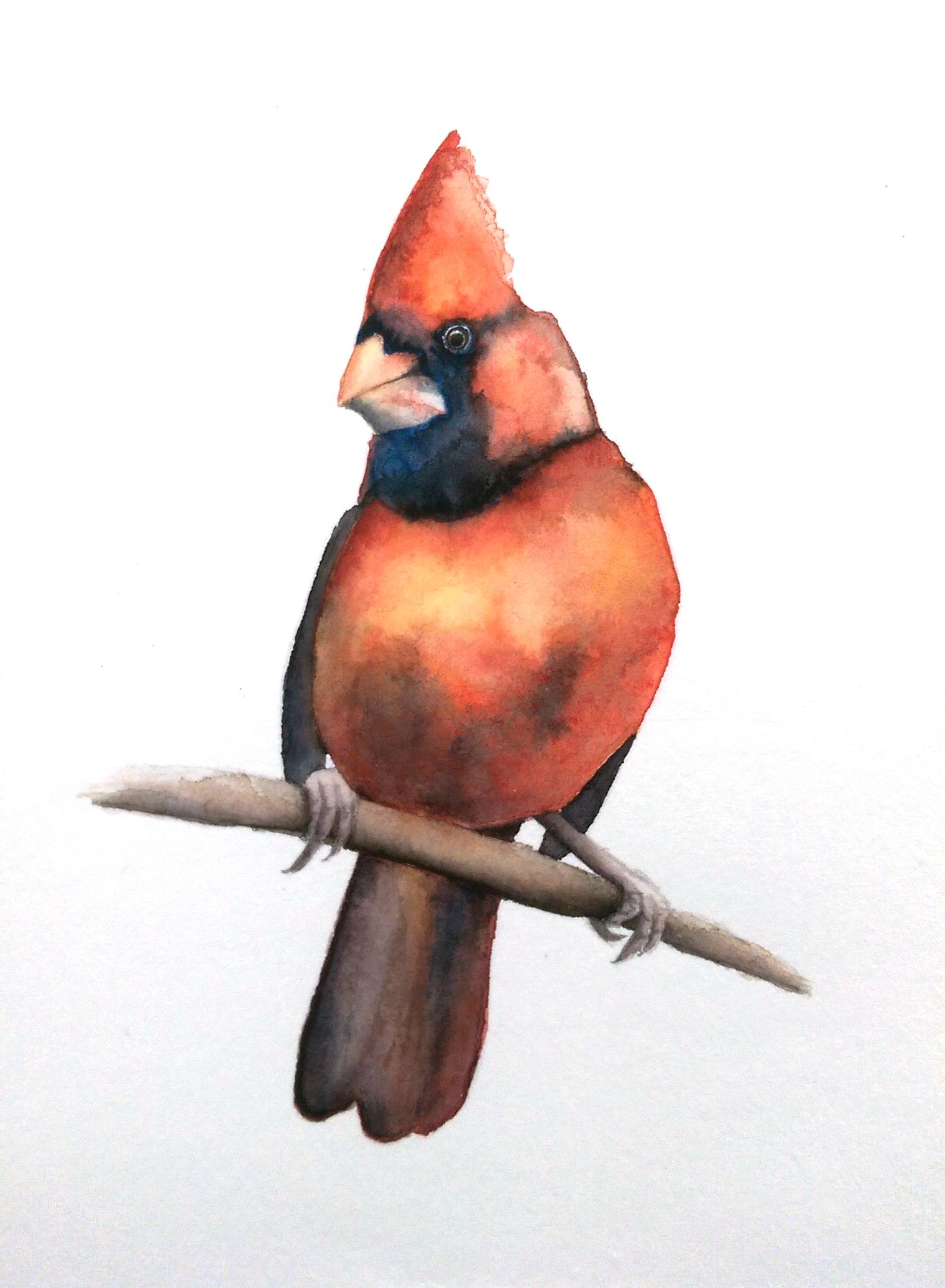 Watercolor Cardinal - image 2 - student project