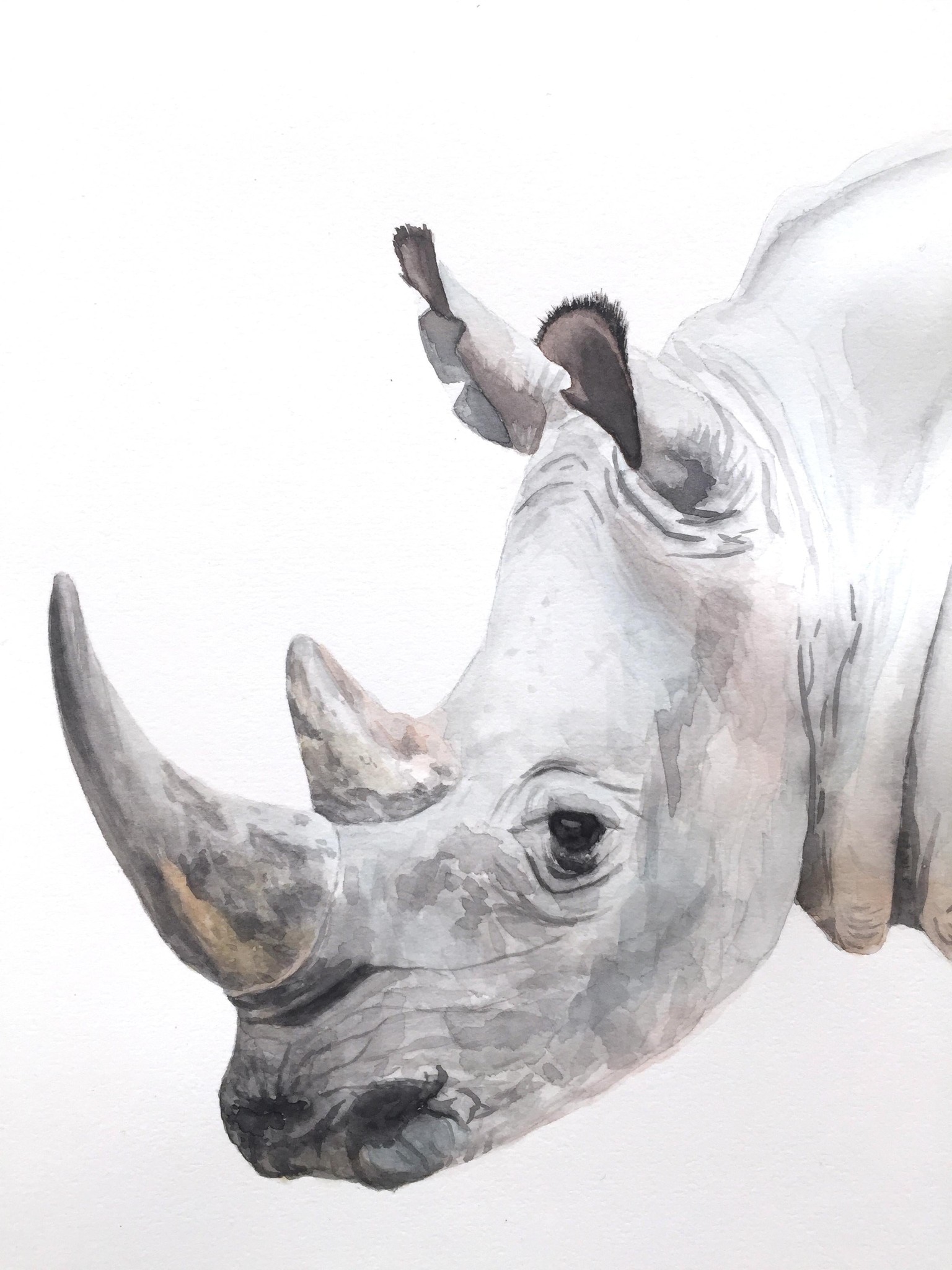 Watercolor Rhino - image 2 - student project