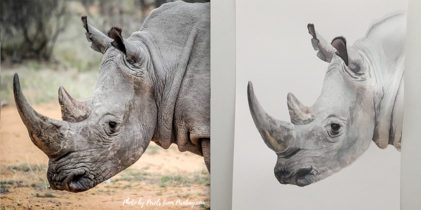 Watercolor Rhino - image 1 - student project