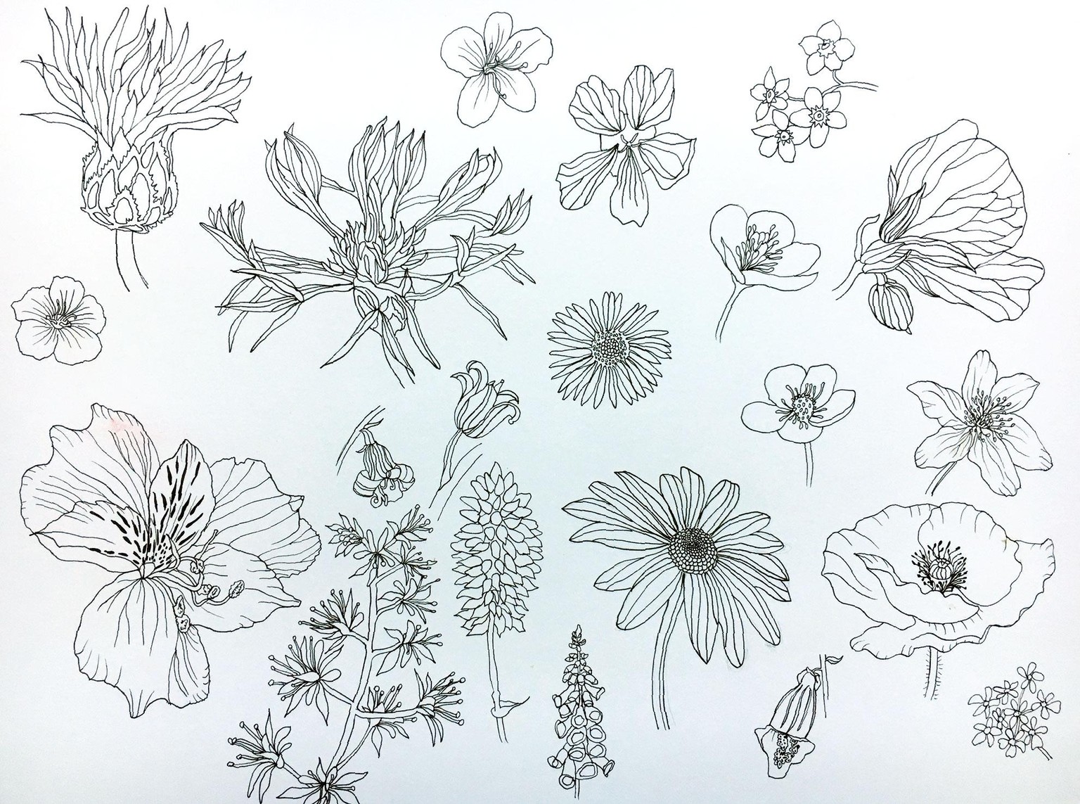 Wild flower meadow - image 4 - student project