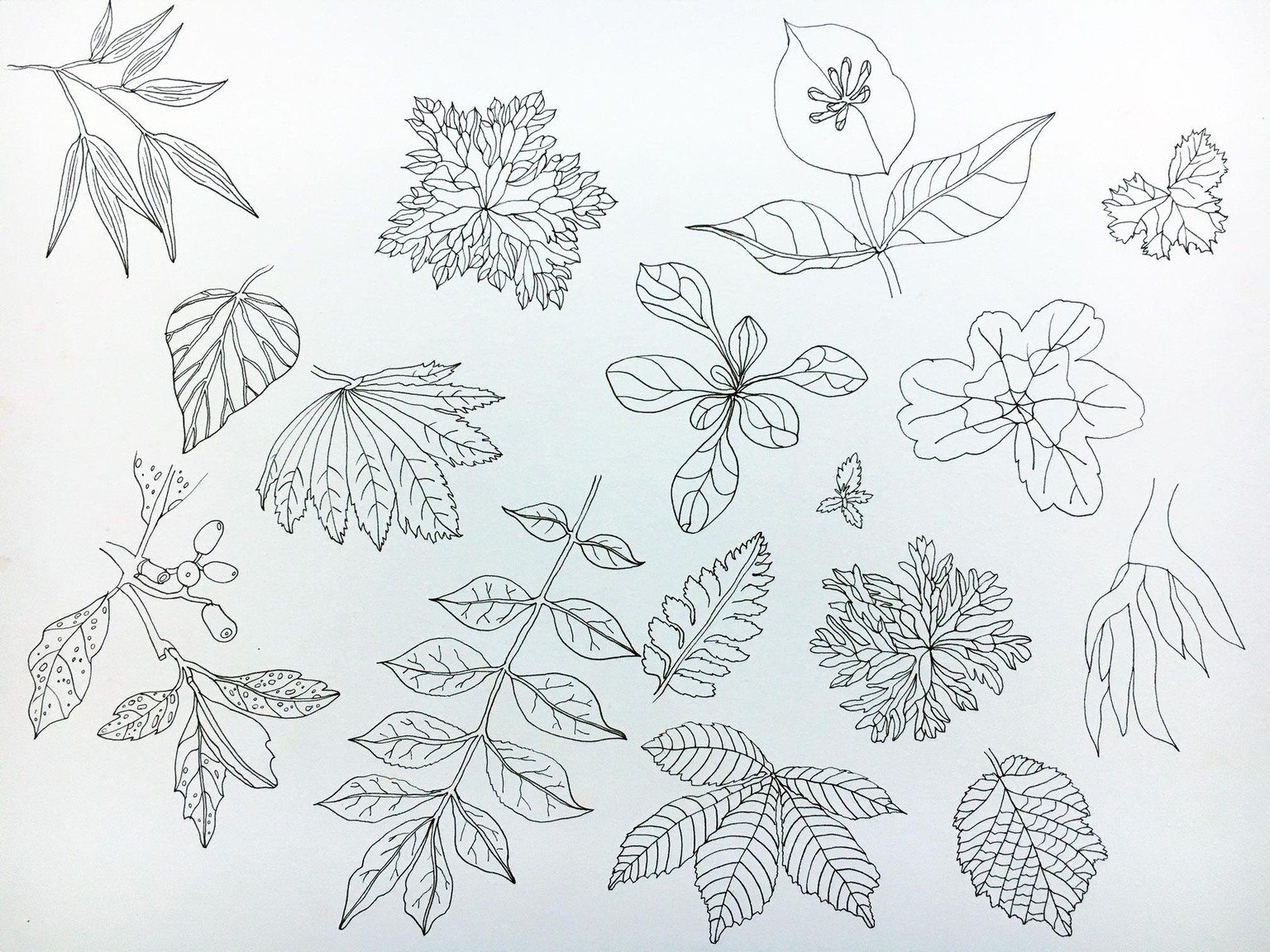 Wild flower meadow - image 3 - student project
