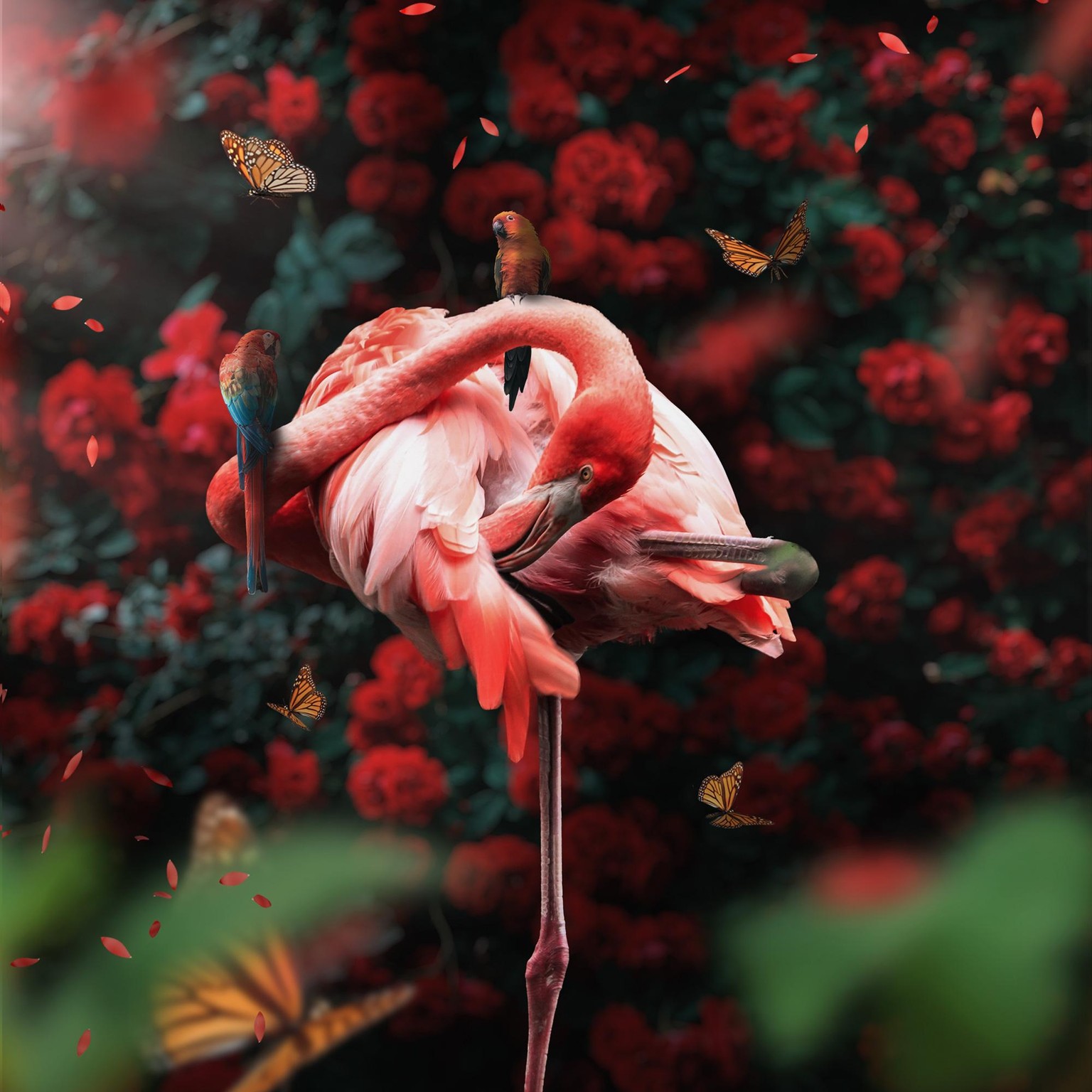 Flamingo - image 1 - student project