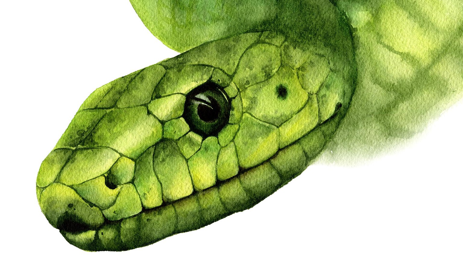 Fur, Feathers, and Scales - Oh my! - image 3 - student project