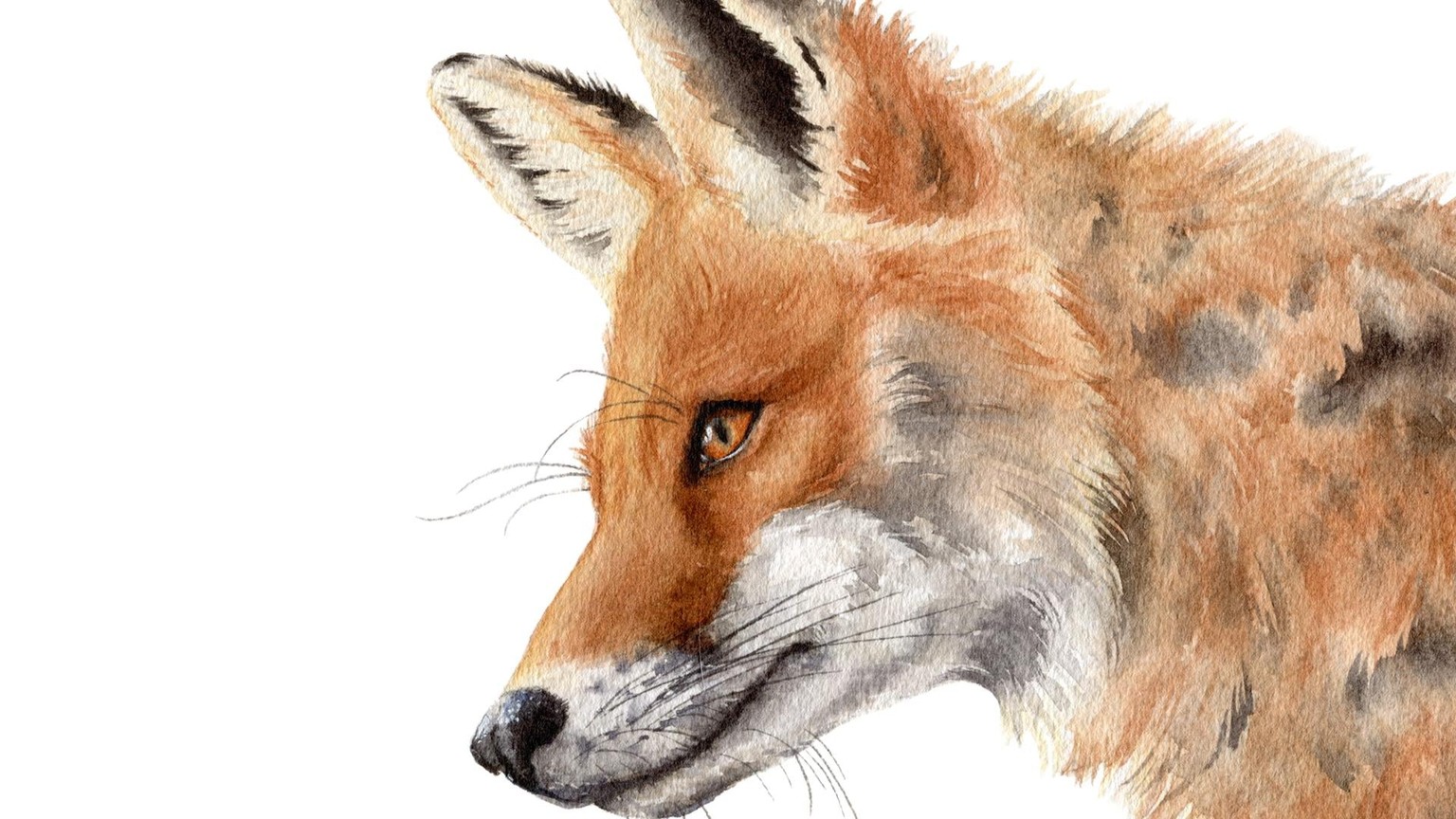 Fur, Feathers, and Scales - Oh my! - image 1 - student project