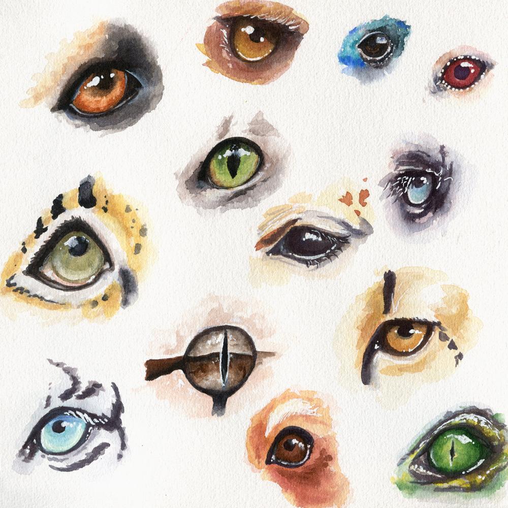 My Animal Eyes - image 6 - student project