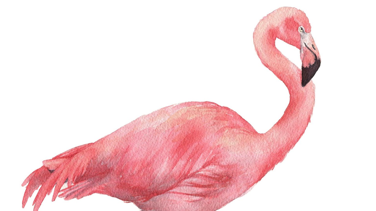 Fur, Feathers, and Scales - Oh my! - image 2 - student project