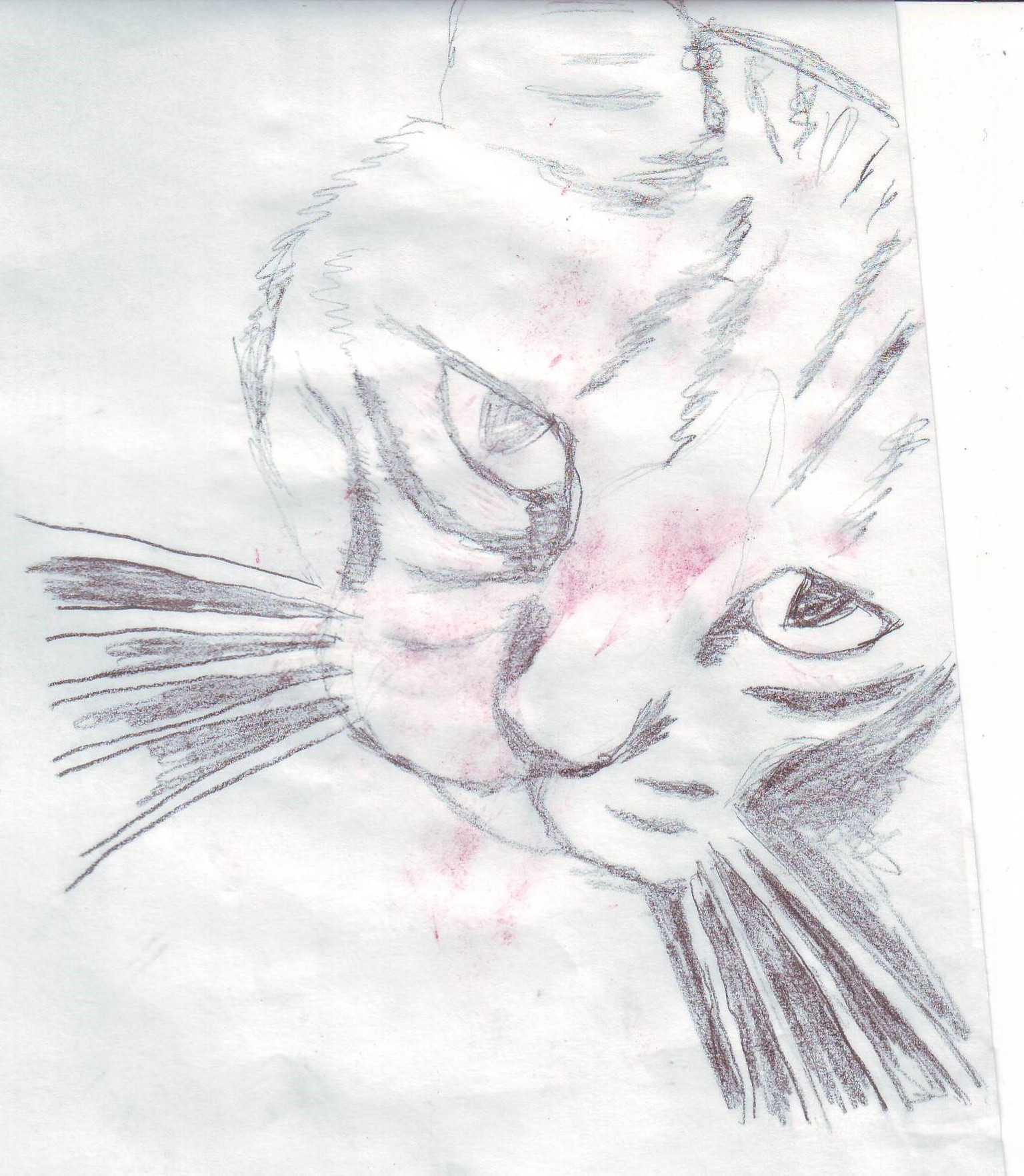 Quincy Cat - image 2 - student project