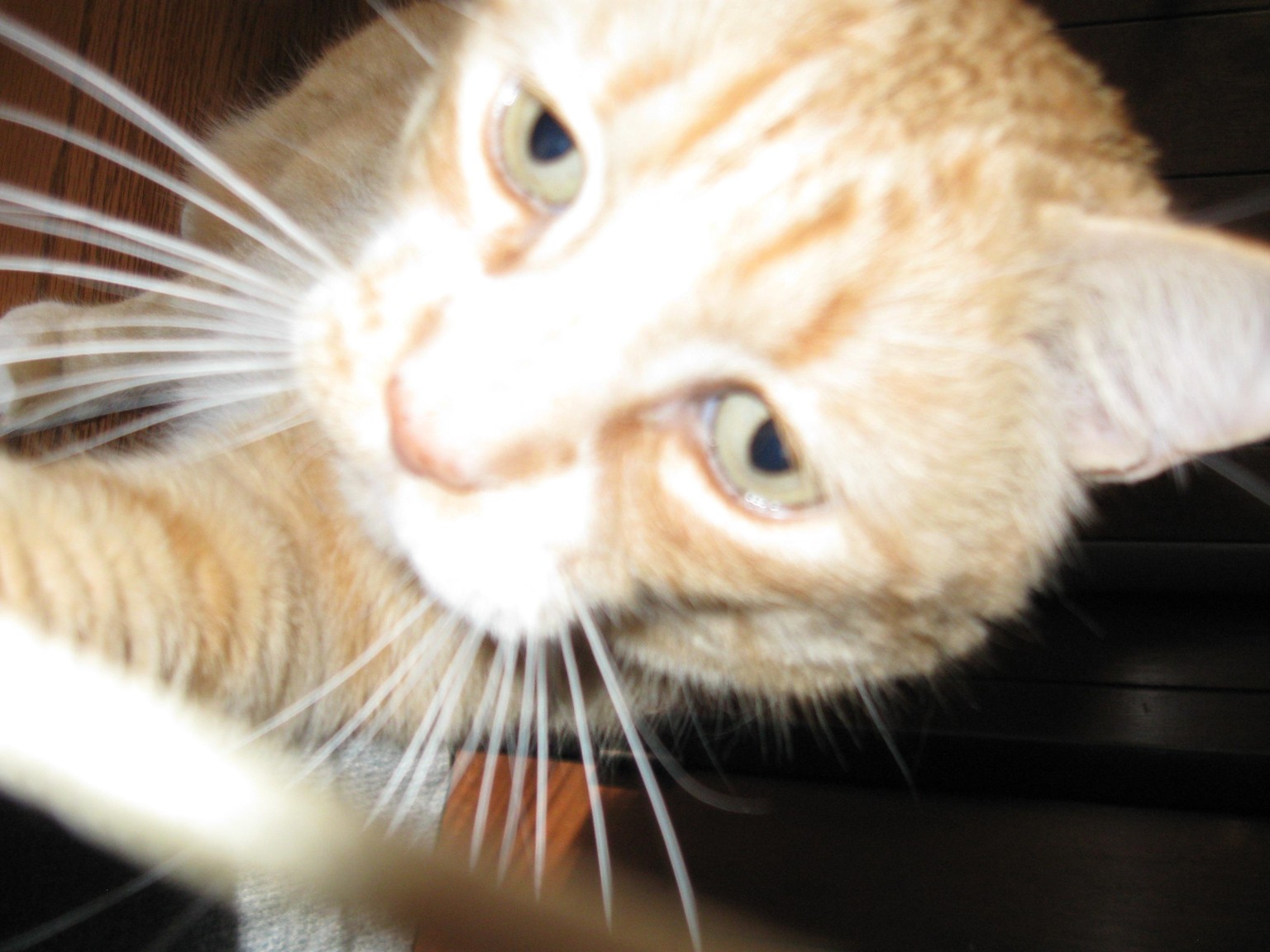 Quincy Cat - image 1 - student project