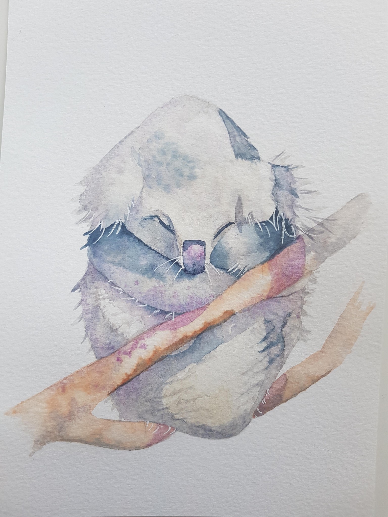Koala - Amanda - image 1 - student project