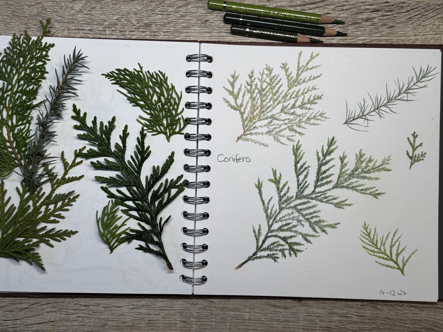 Winter evergreens - image 1 - student project