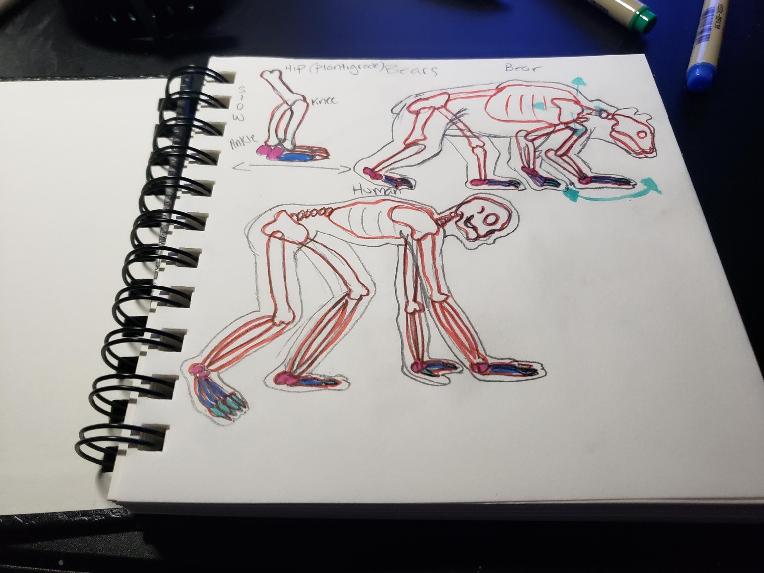Bear study and character concepts - image 3 - student project