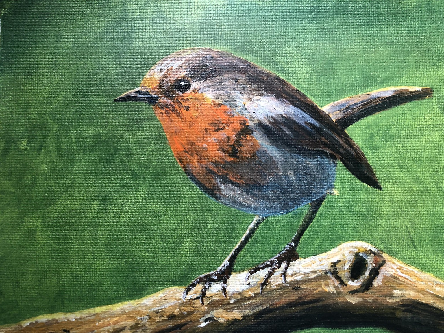 Attempted blurry background and bird - image 1 - student project