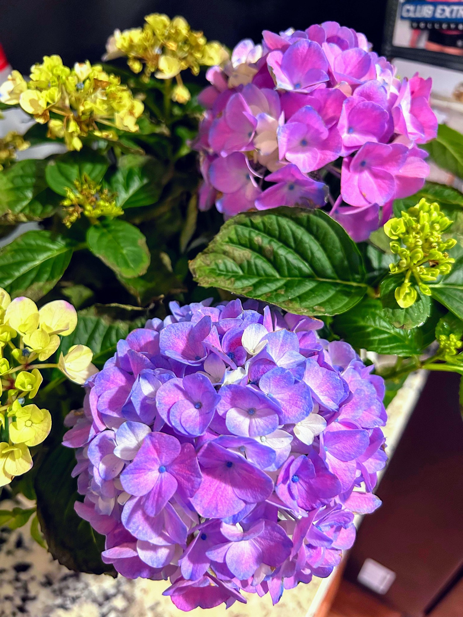 Hydrangea in a bowl - image 1 - student project