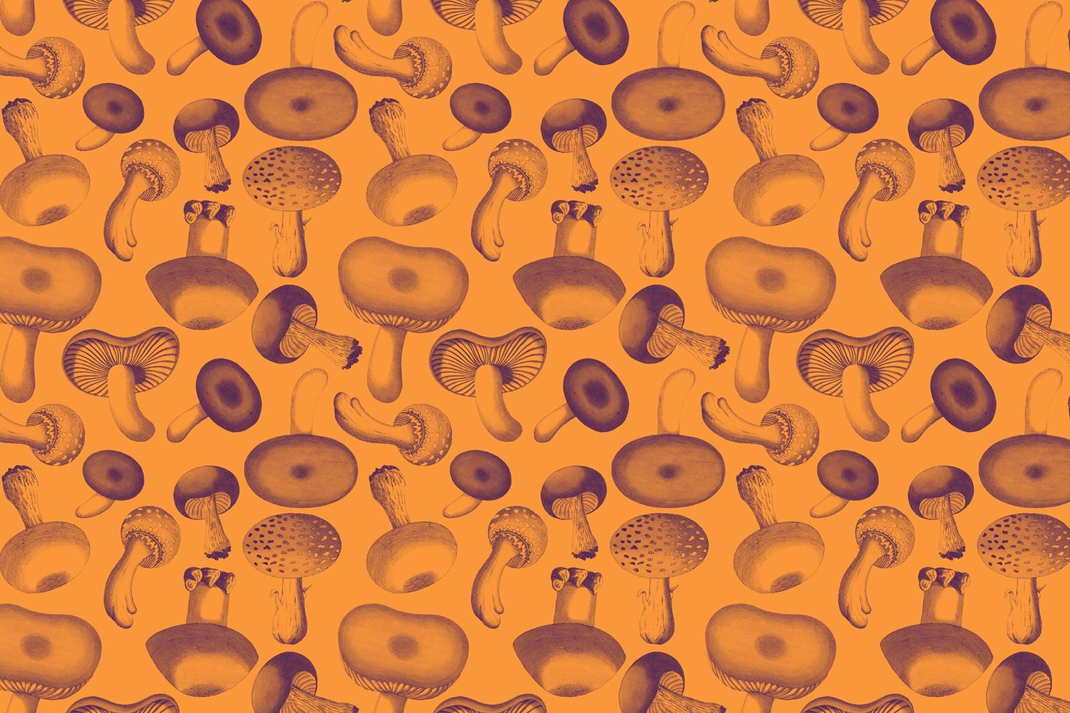 Autumn - image 4 - student project