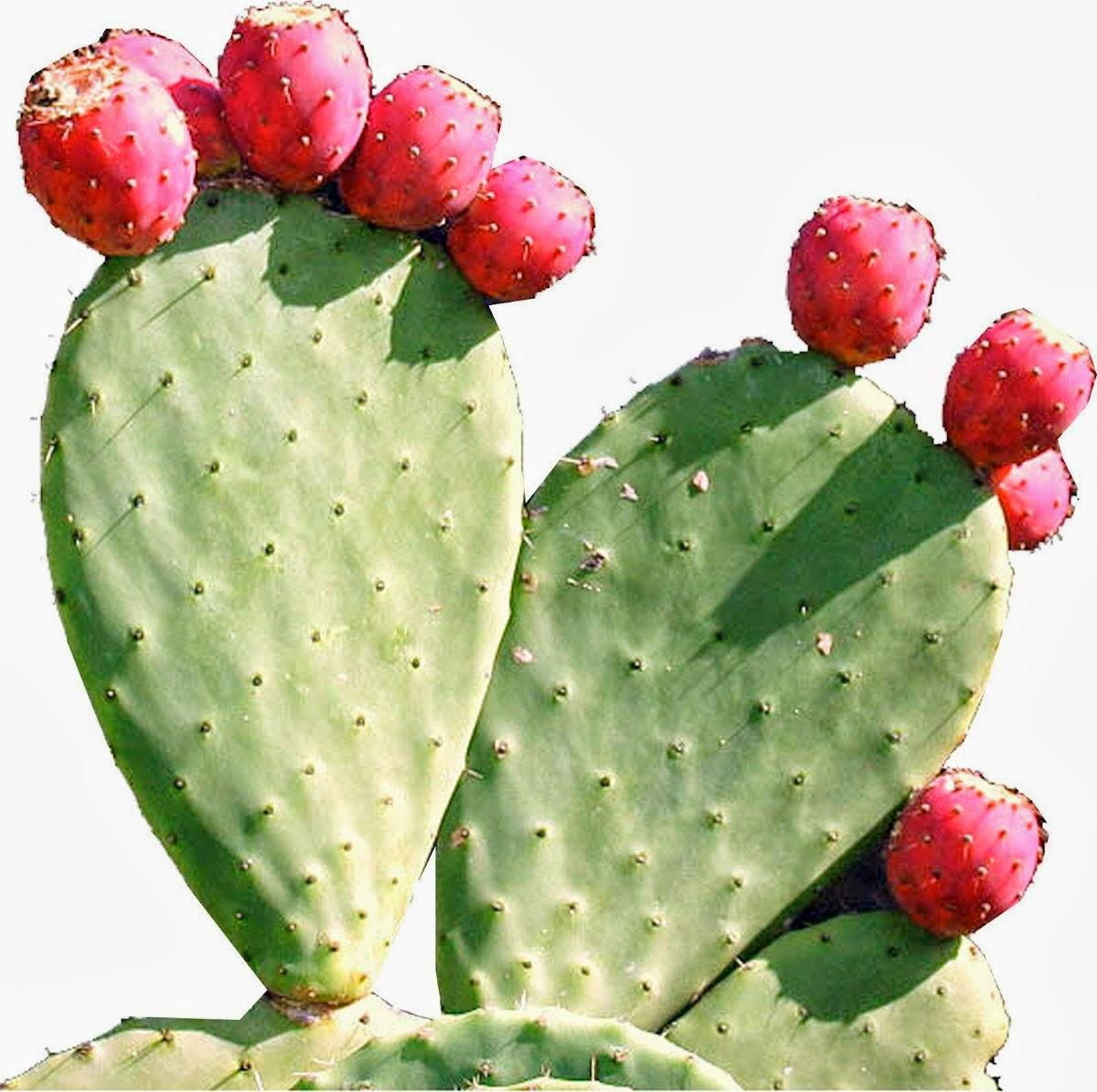 Nopales - image 2 - student project