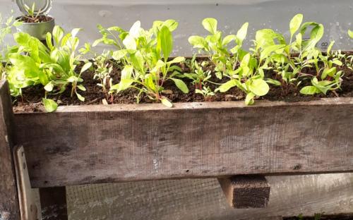vegetable garden - image 1 - student project