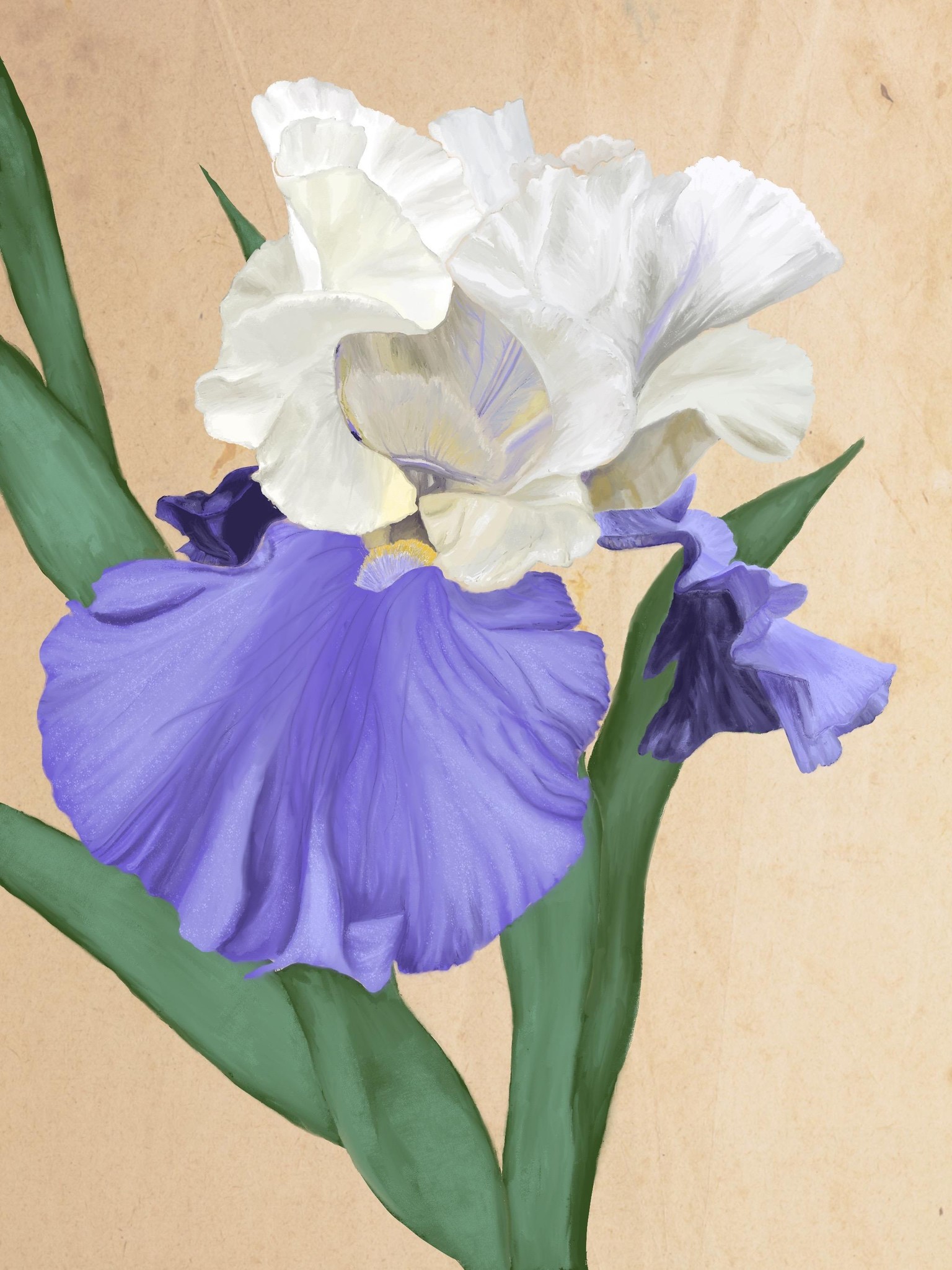 Procreate Iris - image 1 - student project