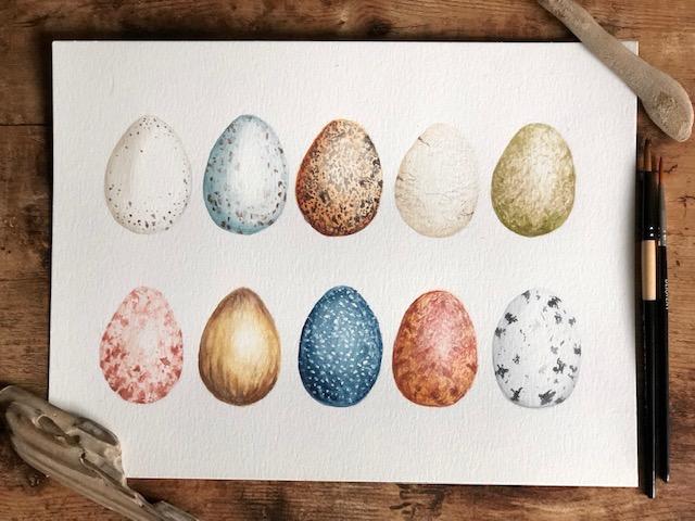 Bird Eggs - image 1 - student project