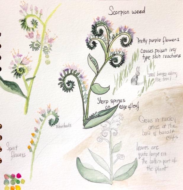 spring nature sketchbook - image 2 - student project
