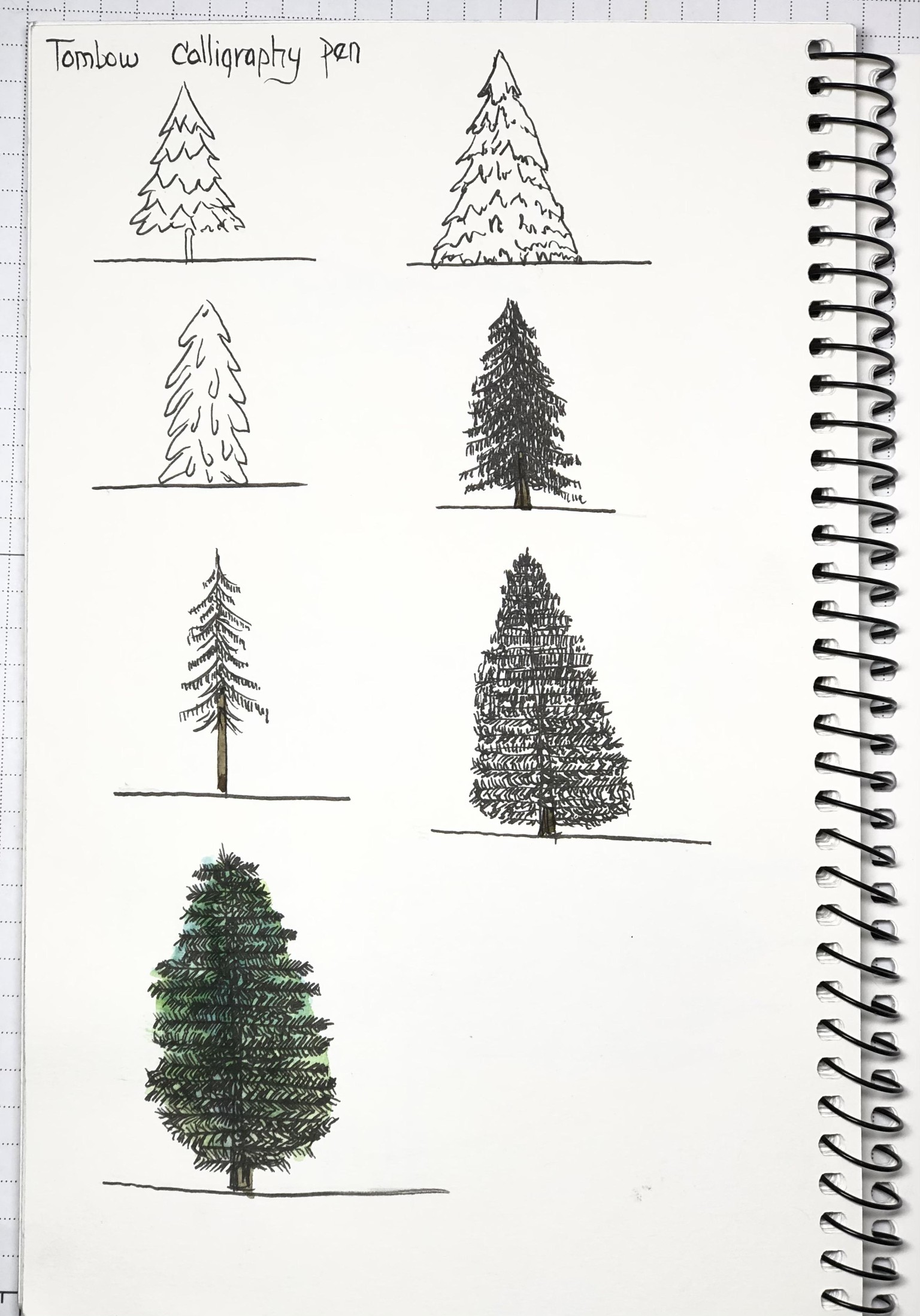 Drawing Basic Evergreens - image 1 - student project