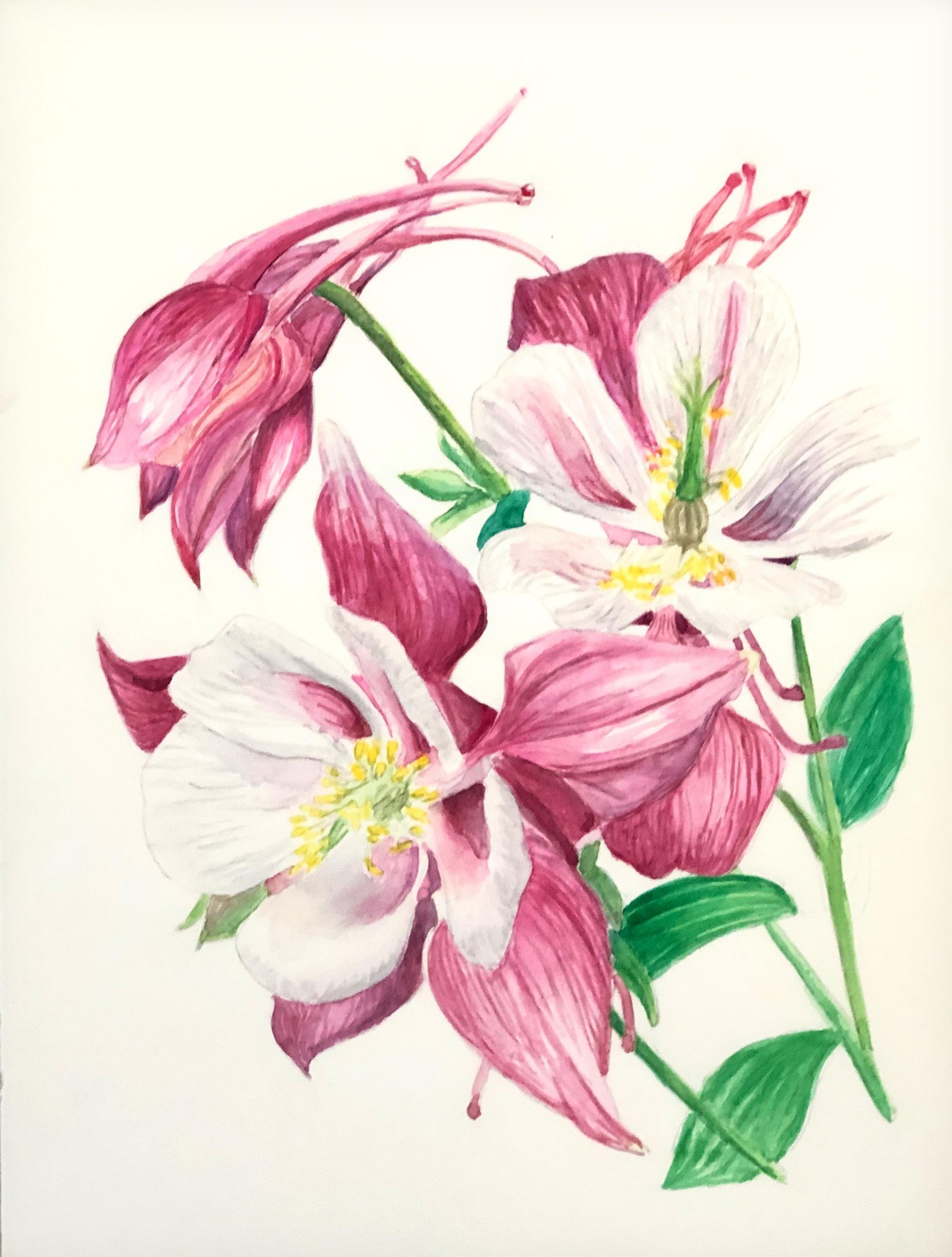 Procreate Iris - image 2 - student project