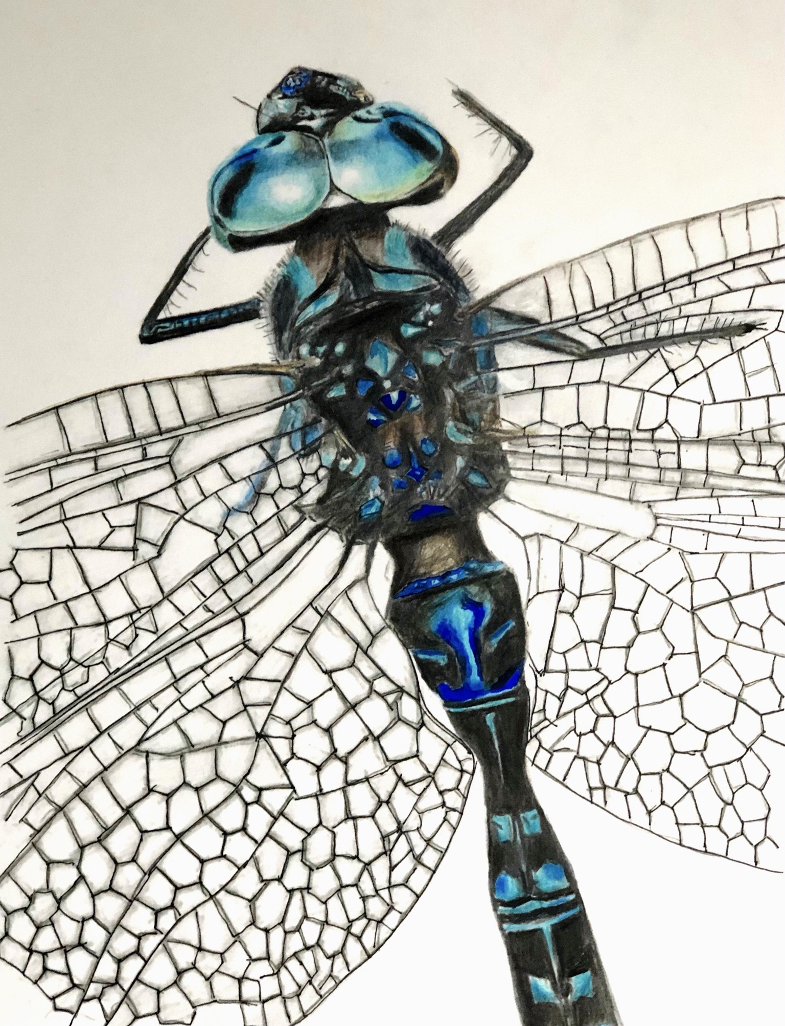 Polychromos Pencils - image 3 - student project