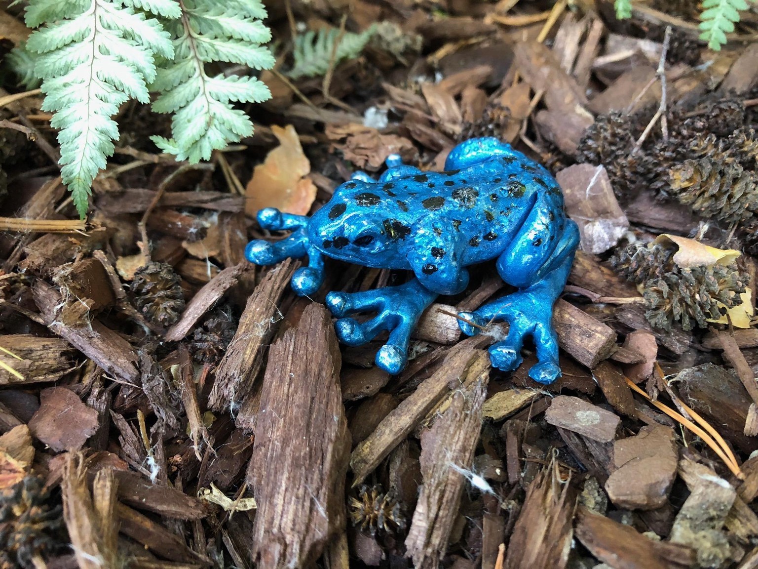 frog - image 2 - student project