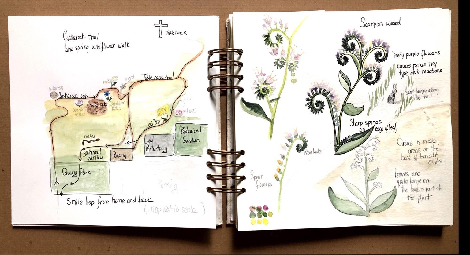 spring nature sketchbook - image 1 - student project