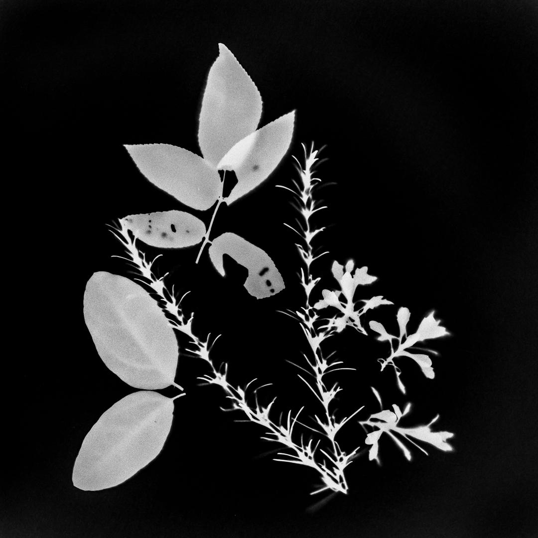 Photogram - image 1 - student project