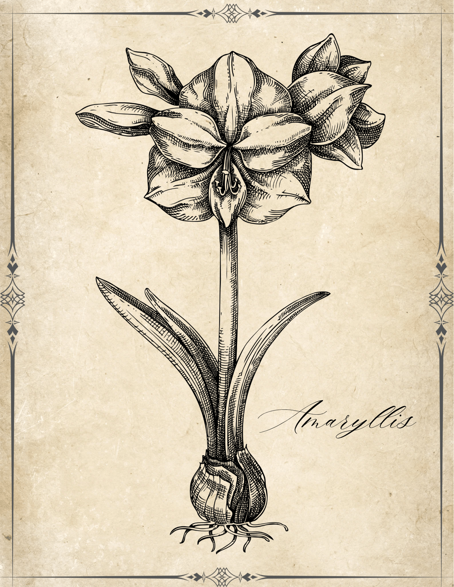 Amaryllis Poster - image 1 - student project