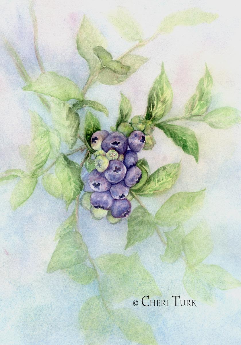 Blueberries in the Summer - image 2 - student project
